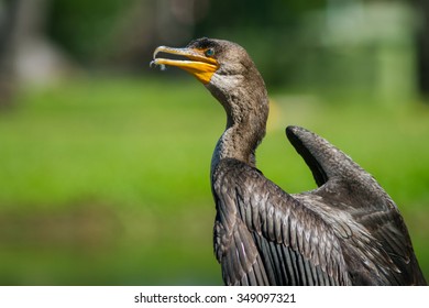 The Double-crested Cormorant