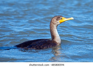 Double-crested Cormorant