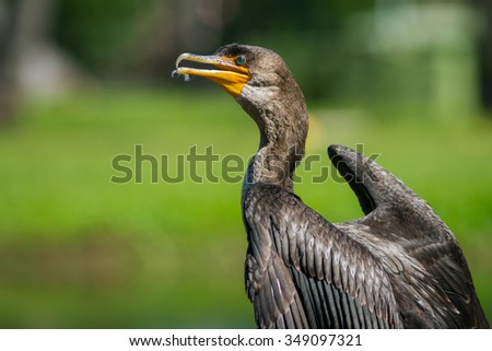 The Double-crested Cormorant