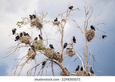 Double-crested Cormorant birds nesting in a tall snag, or dying tree, with nests scattered all throughout against a light blue sky with clouds.