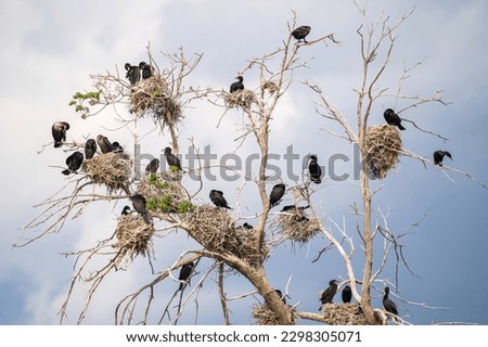 Double-crested Cormorant birds nesting in a tall snag, or dying tree, with nests scattered all throughout against a light blue sky with clouds.