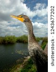 A double-crested cormorant overlooking the swamp in Everyglades National Park.