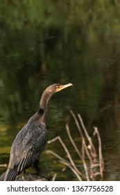 Double-crested Cormorant, Phalacrocorax auritus, is a black fishing bird found in lakes and rivers in North America.