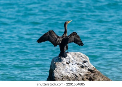 A double-crested cormorant sits on a rock with it wings spread to dry, by the St. Clair River in Port Huron, Michigan. - Shutterstock ID 2201534885