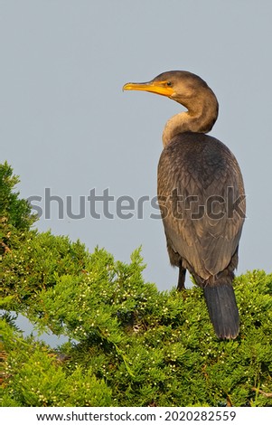 Double-crested Cormorant Standing in a Tree