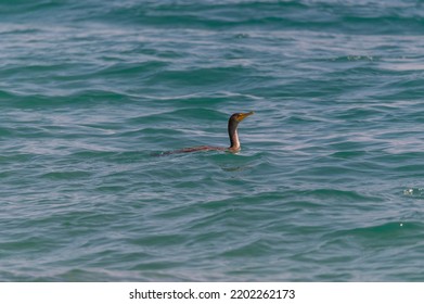 A Double-crested Cormorant Swims In The St. Clair River In Port Huron, Michigan.