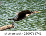 double-crested cormorant taking flight over lake