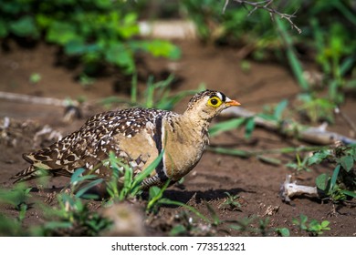 Doubled-banded Sandgrouse In Kruger National Park, South Africa ; Specie Pterocles Bicinctus Family Of Pteroclidae