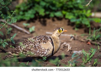 Doubled-banded Sandgrouse In Kruger National Park, South Africa ; Specie Pterocles Bicinctus Family Of Pteroclidae