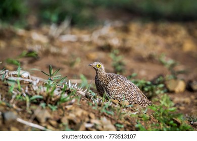 Doubled-banded Sandgrouse In Kruger National Park, South Africa ; Specie Pterocles Bicinctus Family Of Pteroclidae