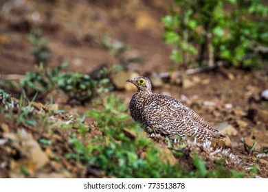 Doubled-banded Sandgrouse In Kruger National Park, South Africa ; Specie Pterocles Bicinctus Family Of Pteroclidae