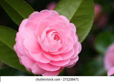 Camellia Japonica Called Otometsubaki Japanese Stock Photo (Edit Now ...