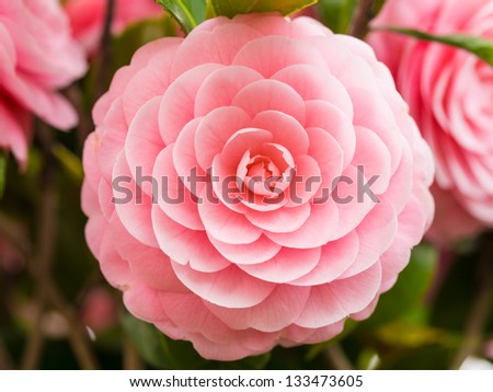 double-flowered camellia