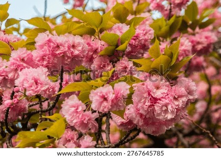Double-flowered cherry blossoms in full bloom, a beautiful pink color. Springtime.
