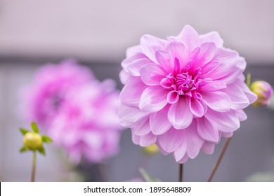 Doubleflowered Emperor Dahlia Beautiful Pink Color Stock Photo