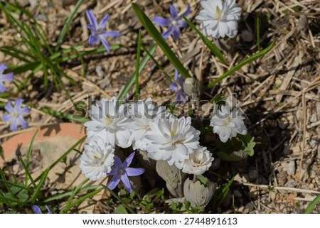 Double-flowered Sanguinaria in full bloom in the spring garden
