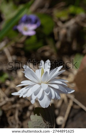 Double-flowered Sanguinaria in full bloom in the spring garden
