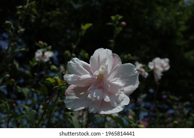 南国花白stock Photos Images Photography Shutterstock