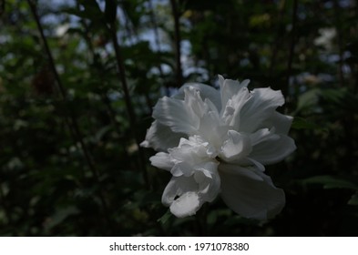 南国花白stock Photos Images Photography Shutterstock