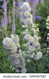 Double-flowered White Larkspur (Delphinium) Moonlight Blooms In A Garden In July