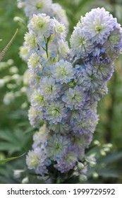 Double-flowered White Larkspur (Delphinium) Moonlight Blooms In A Garden In July