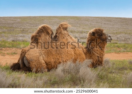 A double-humped camel, or bactrian, is lying down in steppe, closeup
