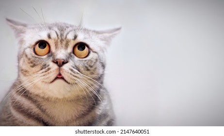 Doubt innocent cat looking up, thinking, dont know, surprised eyes closeup. Tabby cat looking up, funny face. Cute tabby cat looking up top, thinking on idea. Puzzled kitten pensive, dream portrait - Shutterstock ID 2147640051