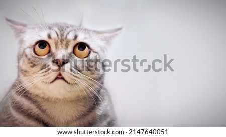 Doubt innocent cat looking up, thinking, dont know, surprised eyes closeup. Tabby cat looking up, funny face. Cute tabby cat looking up top, thinking on idea. Puzzled kitten pensive, dream portrait