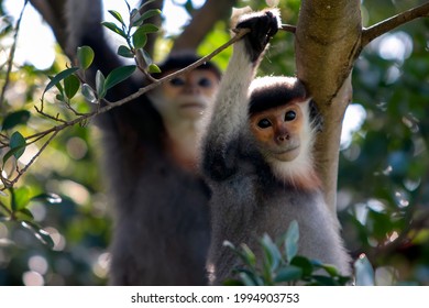 Douc Langurs At Mount Son Tra - Da Nang