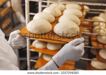 Dough for fresh bread before baking in oven. Automated bakery production line, food industry.