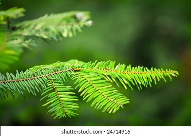 Douglas Fir Branch