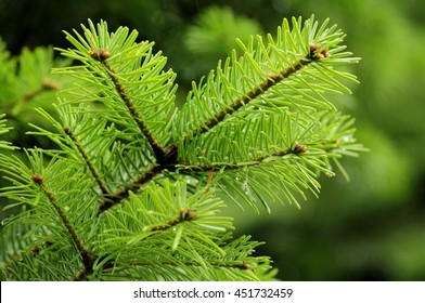 1,478 Douglas Fir Branch Images, Stock Photos & Vectors | Shutterstock