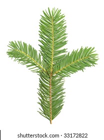 Douglas Fir Branch Isolated