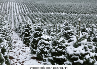 Douglas Fir, Christmas Tree Farm Covered in Snow, a Winter Wonderland, Clouded Sky Above, Daytime - Willamette Valley, Oregon