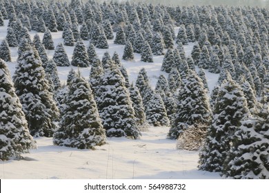 Douglas Fir, Christmas Tree Farm Covered In A Blanket Of Snow, A Winter Wonderland, Trees Shown Is Soft-Focus In Background, Daytime - Willamette Valley, Oregon (HDR Image)