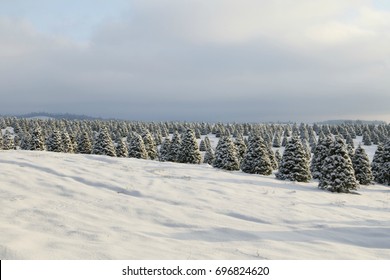 Douglas Fir, Christmas Tree Farm Covered in Snow, a Winter Wonderland, Clouded Sky Above, Daytime - Willamette Valley, Oregon
