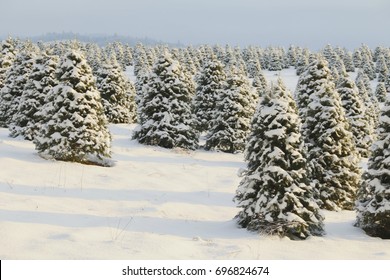 Douglas Fir, Christmas Tree Farm Covered in a Blanket of Snow, a Winter Wonderland, Trees Shown is Soft-Focus in Background, Hazy Blue Sky, Daytime - Willamette Valley, Oregon
