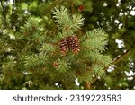 Douglas fir cones (Pseudotsuga menziesii)