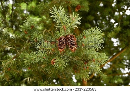 Douglas fir cones (Pseudotsuga menziesii)