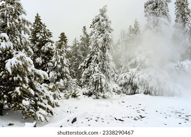 Douglas Fir covered with snow in Yellowstone National Park