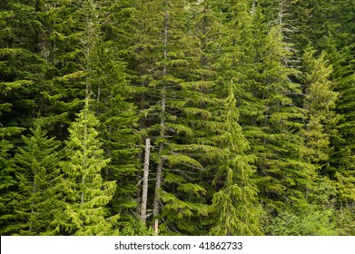 Douglas Fir Forest