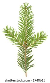 Douglas Fir Isolated