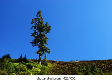 Douglas Fir On The Mountain