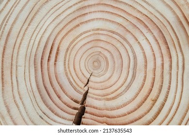 Douglas fir tree cross-section with crack and clearly visible annual growth rings arranged concentrically