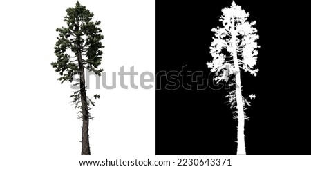 Douglas Fir Tree isolated on white background with alpha clipping mask