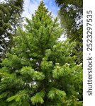 douglas fir tree: Lush green coniferous tree stands majestically against a backdrop of misty mountains and blue sky during early morning light