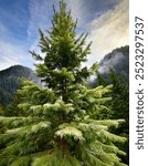 douglas fir tree: Lush green coniferous tree stands majestically against a backdrop of misty mountains and blue sky during early morning light