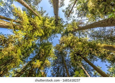 Douglas fir trees from below in Cathedral Grove,  MacMillan Provincial Park, Vancouver island, Bristish Columbia, Canada