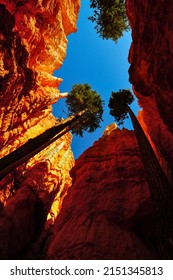 Douglas fir trees deep in the red rock landscape of the Wall Street section of the Navajo Loop trail, Bryce Canyon National Park, Utah, Southwest USA