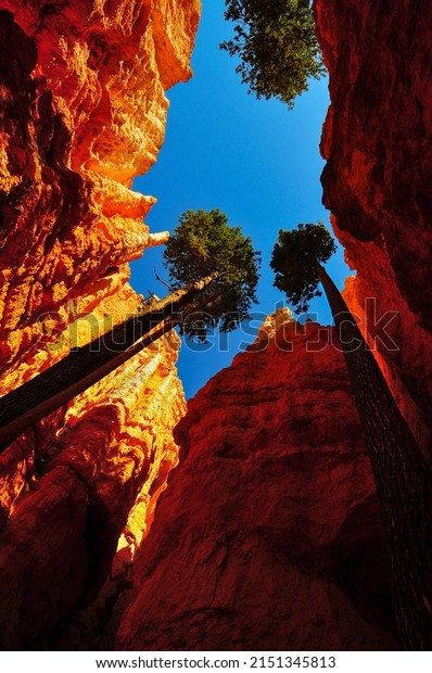 Douglas fir trees deep in the red rock\
landscape of the Wall Street section of the Navajo Loop trail,\
Bryce Canyon National Park, Utah, Southwest\
USA